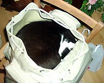 Meine Katze