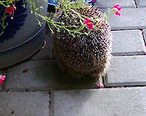 Nur zu Besuch...