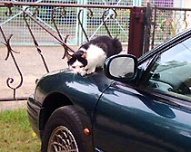 Meine Katze
