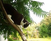 Meine Katze