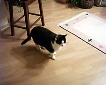 Meine Katze
